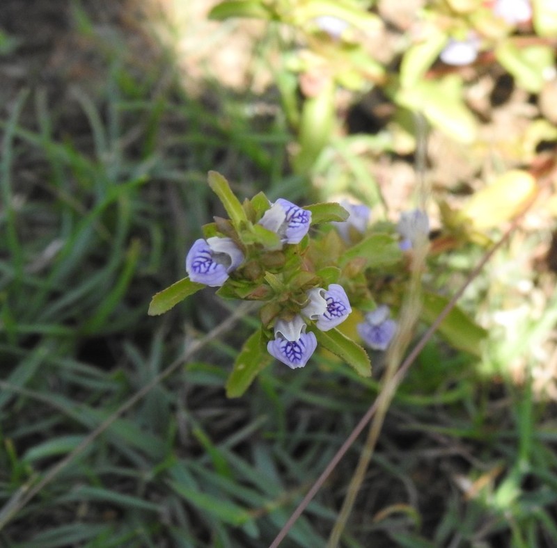 Hygrophila balsamica photo 8