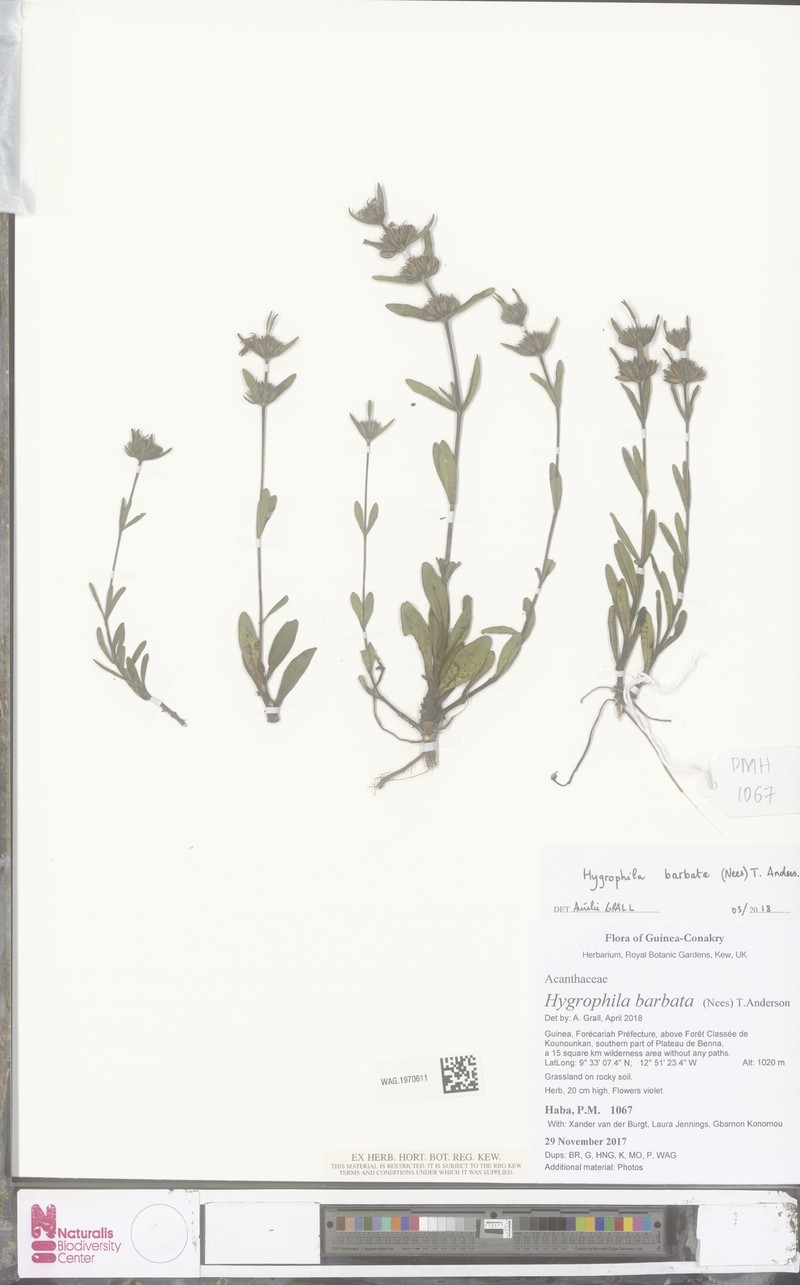 Hygrophila barbata