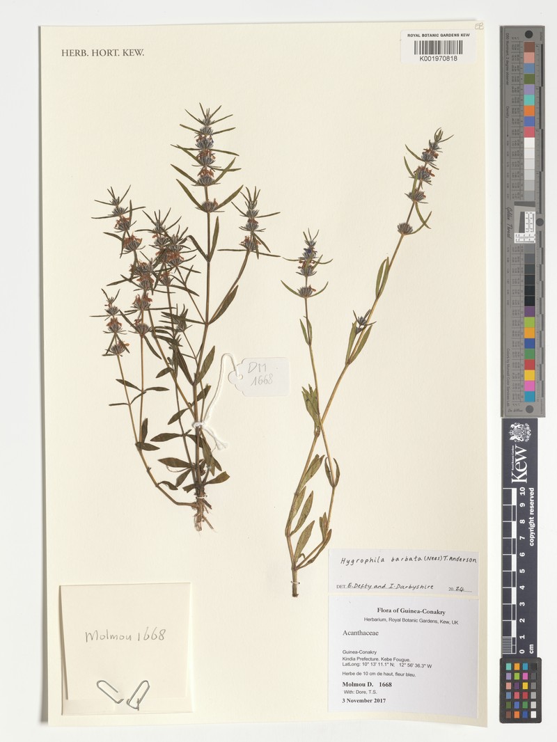 Hygrophila barbata photo 2