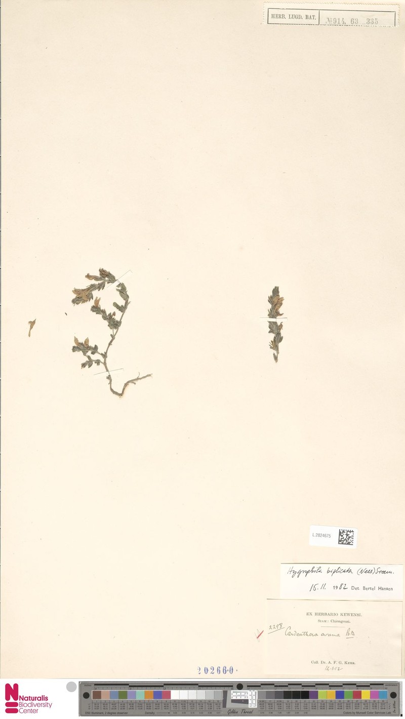 Hygrophila biplicata