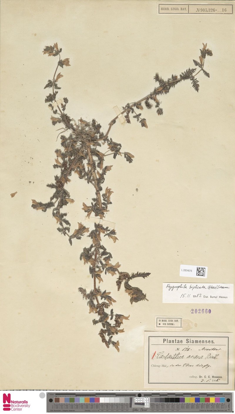 Hygrophila biplicata photo 2
