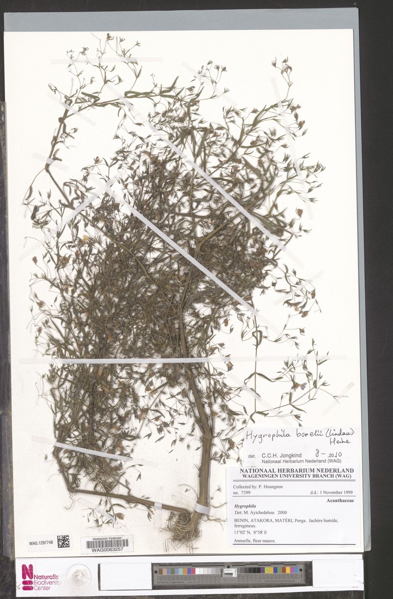 Hygrophila borellii