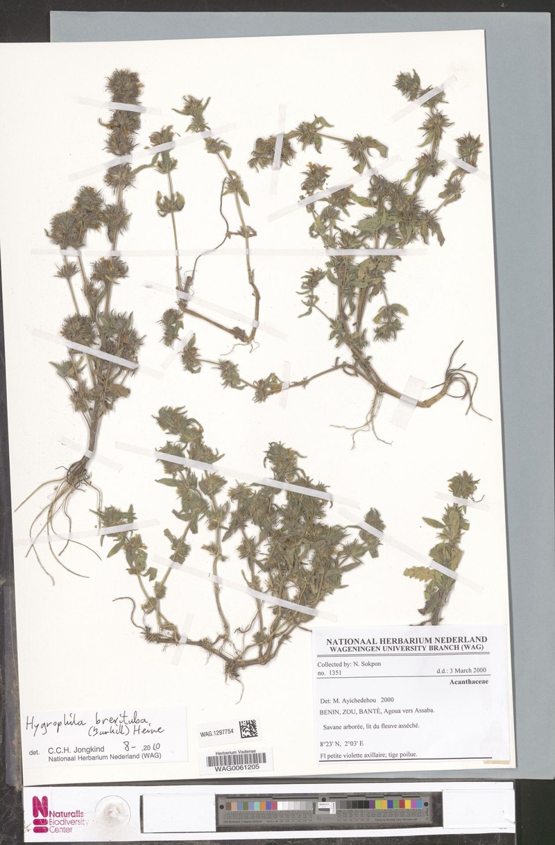 Hygrophila brevituba