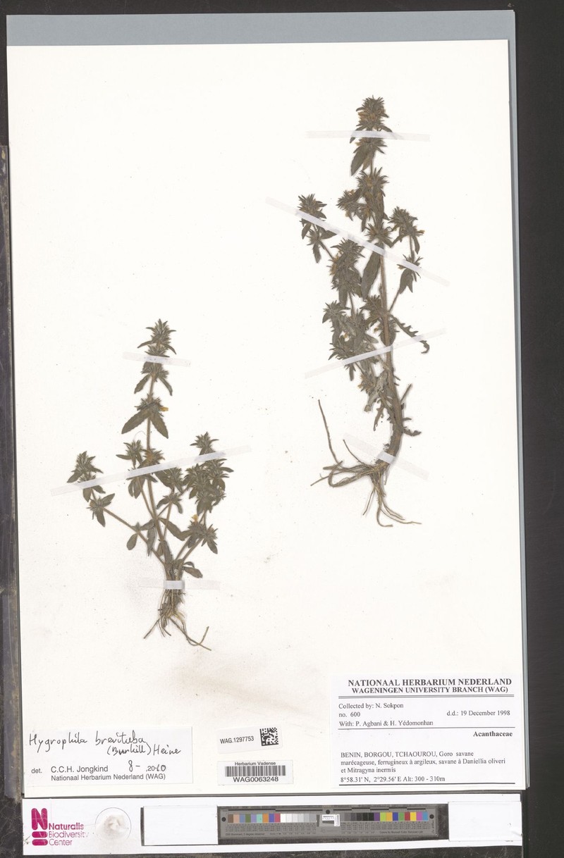 Hygrophila brevituba photo 2