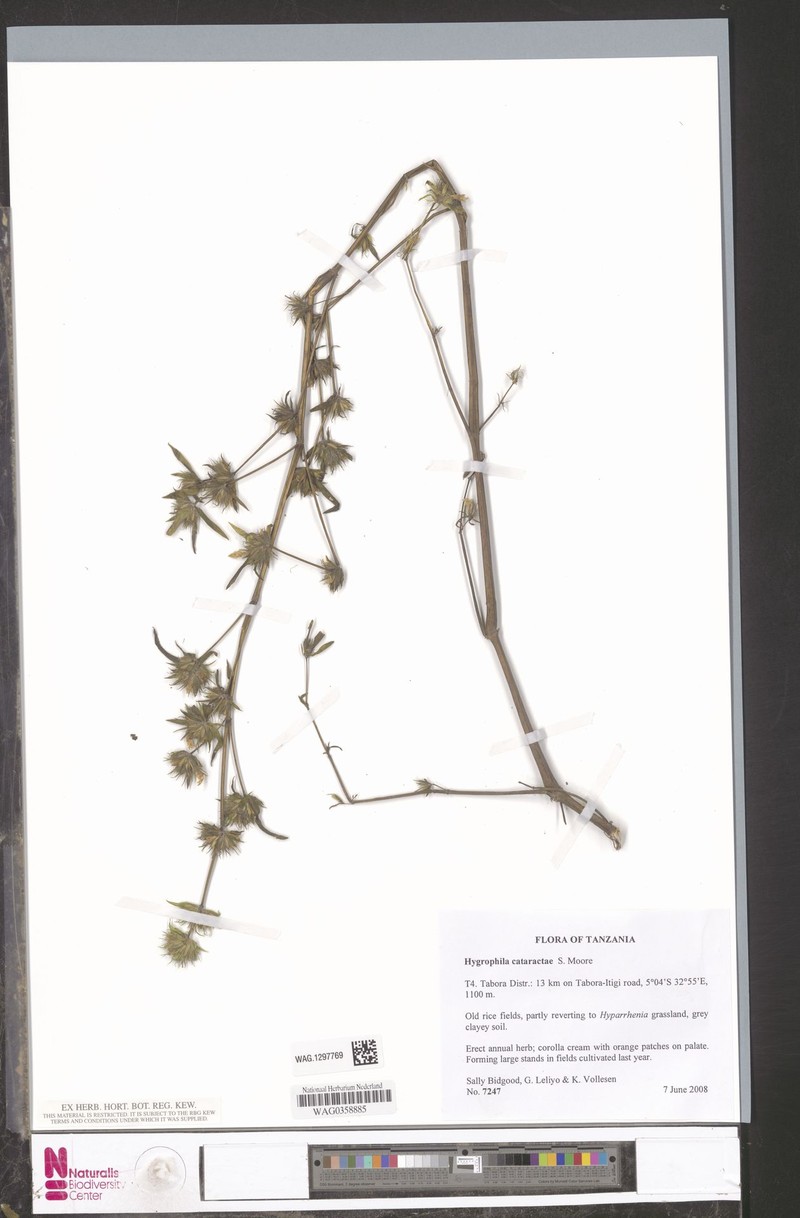 Hygrophila cataractae