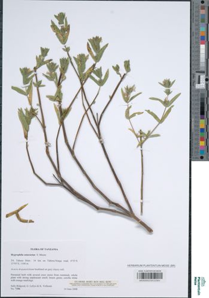 Hygrophila cataractae photo 2