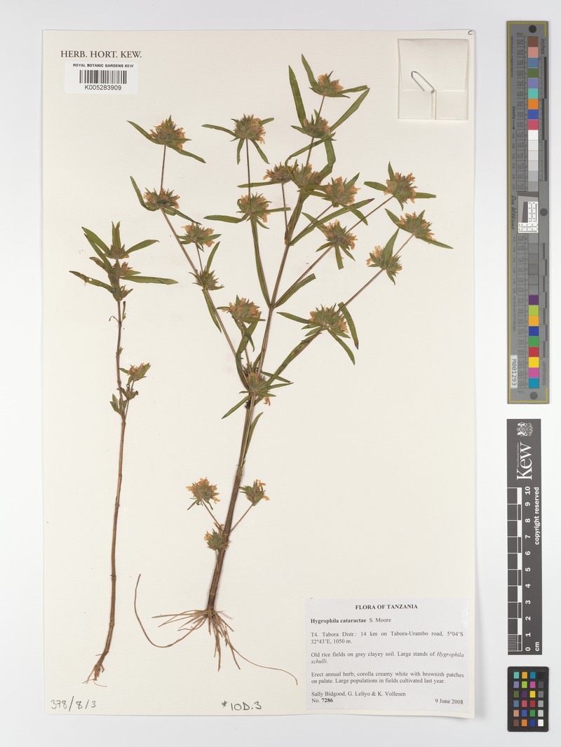 Hygrophila cataractae photo 3