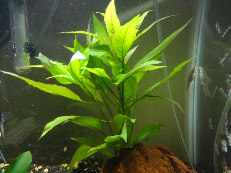 Starhorn photo 2