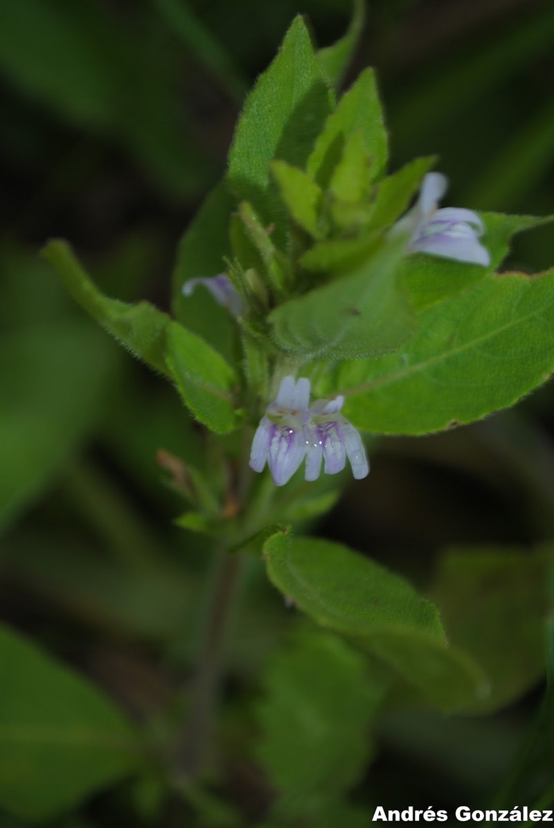 Yerba De Hicotea photo 3