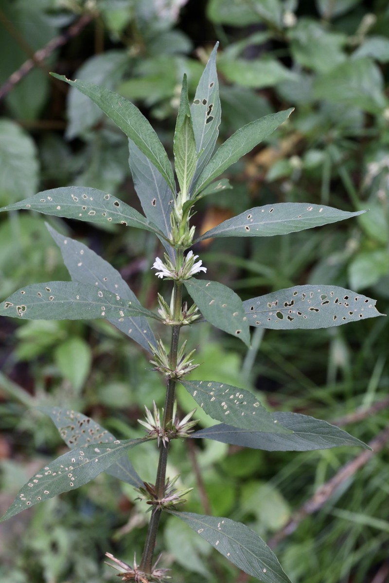 Yerba De Hicotea photo 4