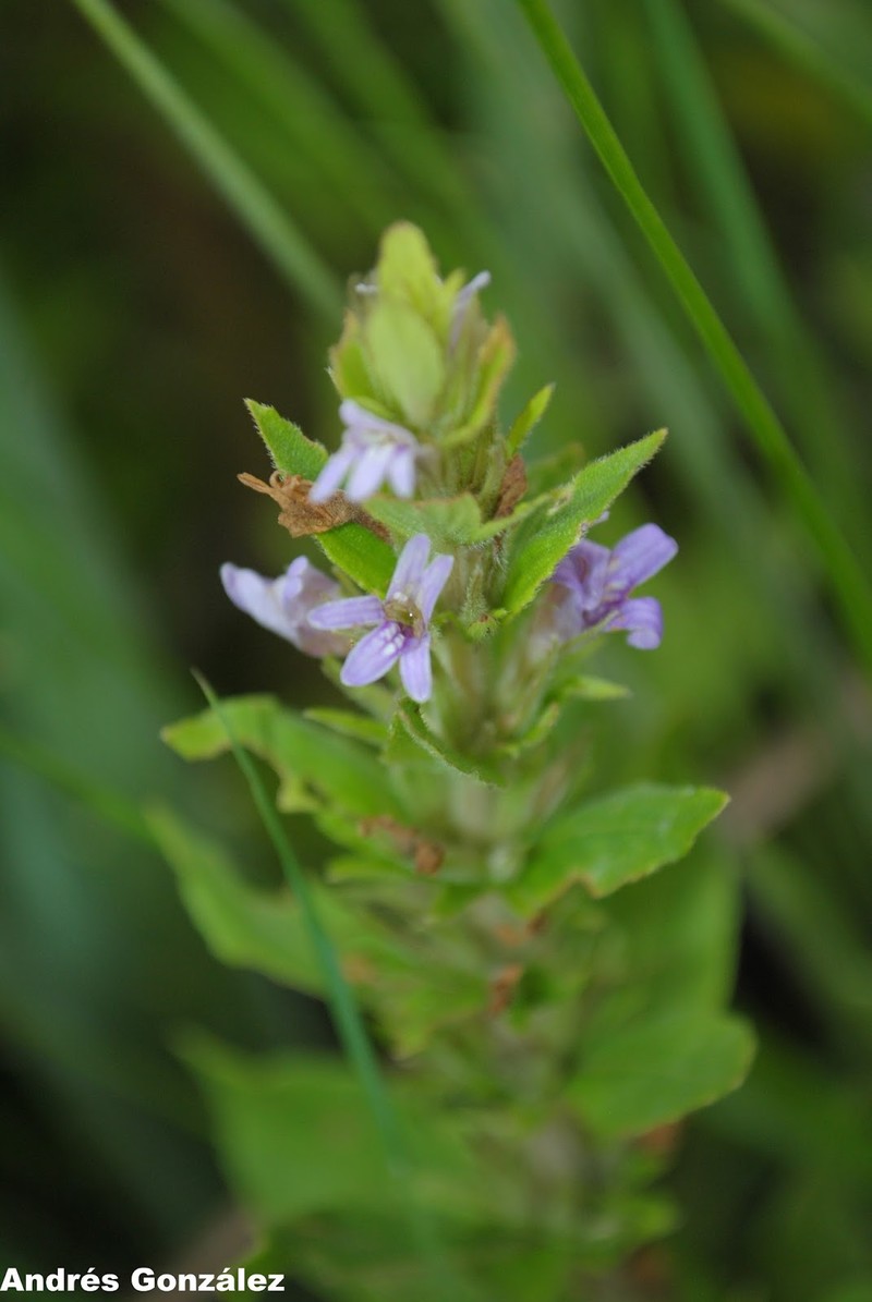 Yerba De Hicotea photo 5