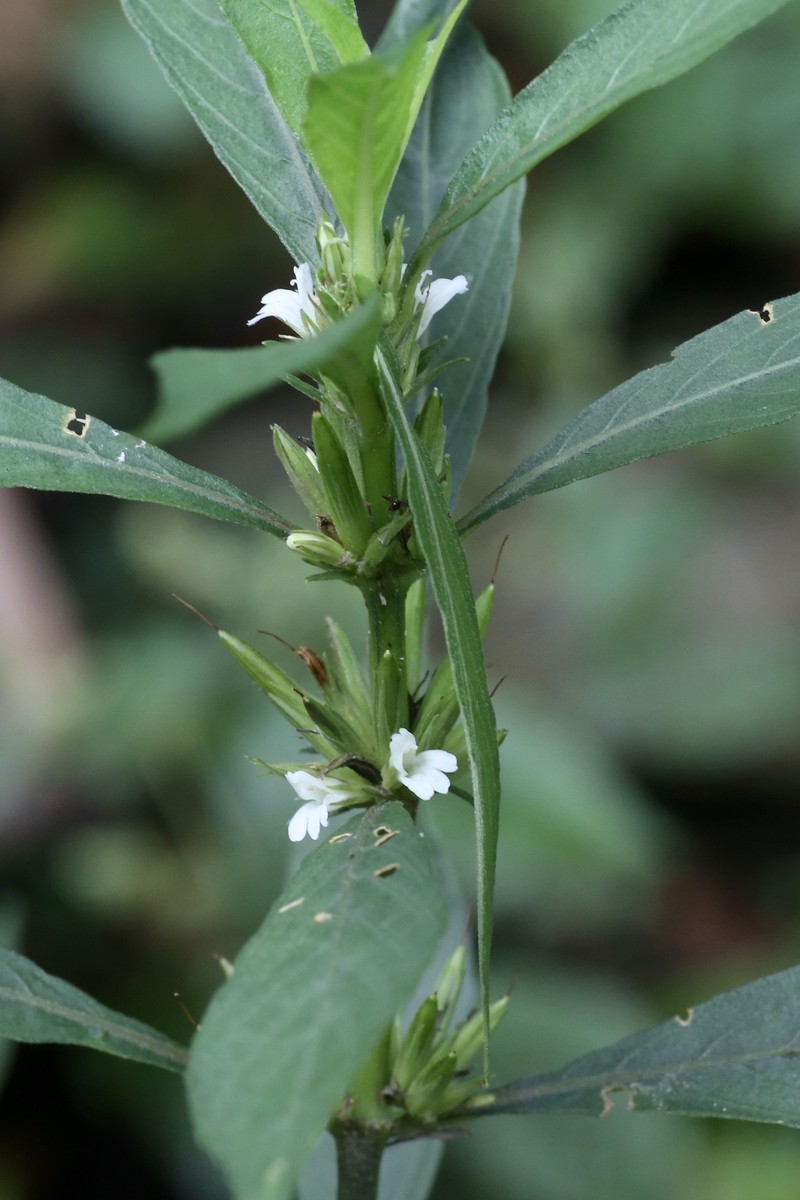 Yerba De Hicotea photo 2