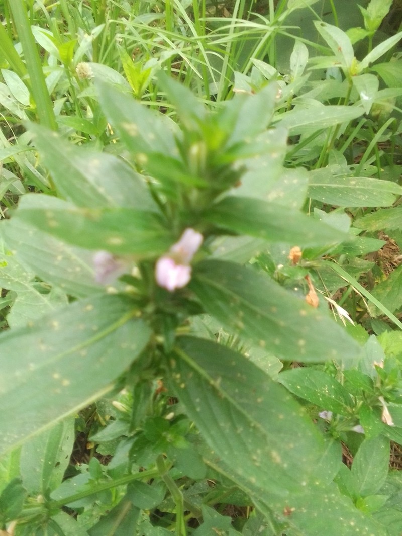 Yerba De Hicotea