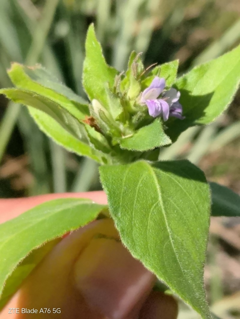 Yerba De Hicotea photo 5