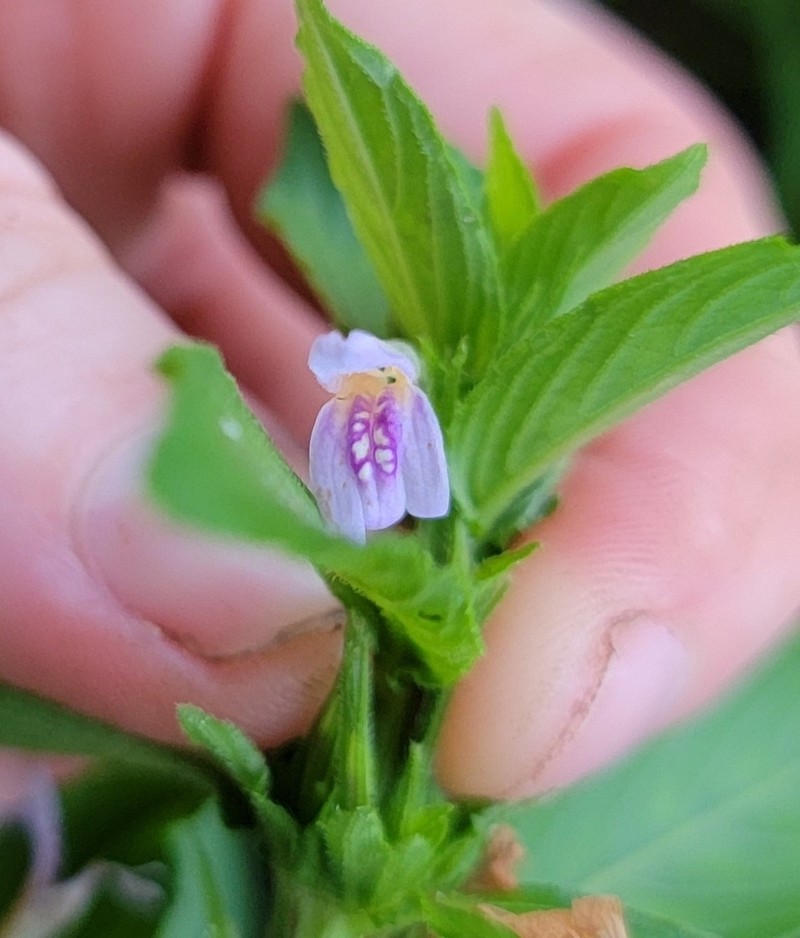Yerba De Hicotea photo 6