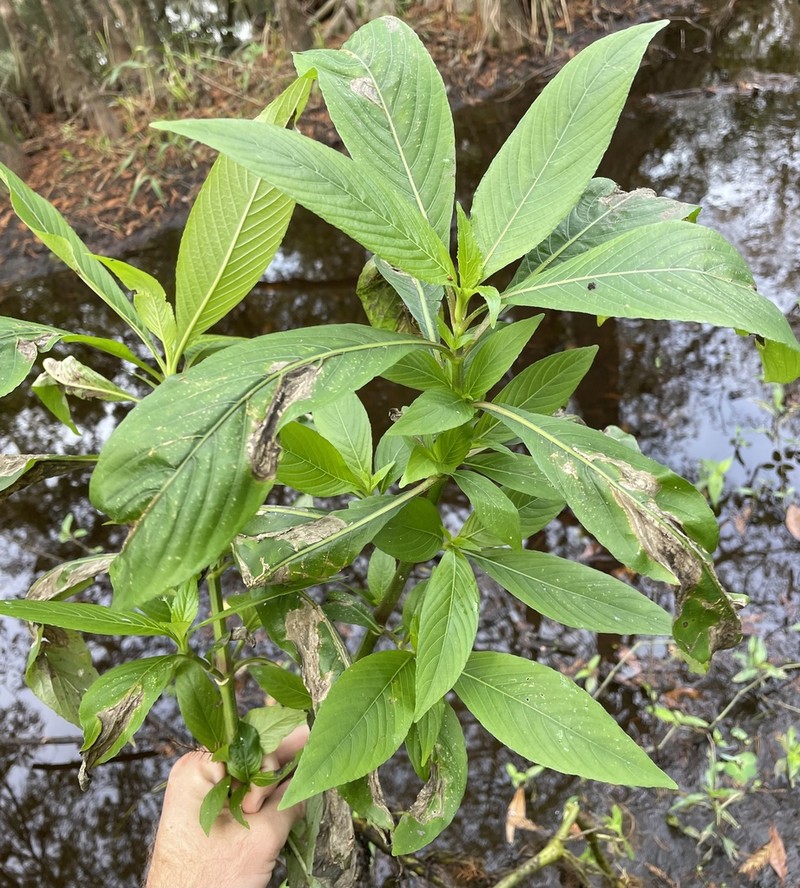 Yerba De Hicotea photo 8