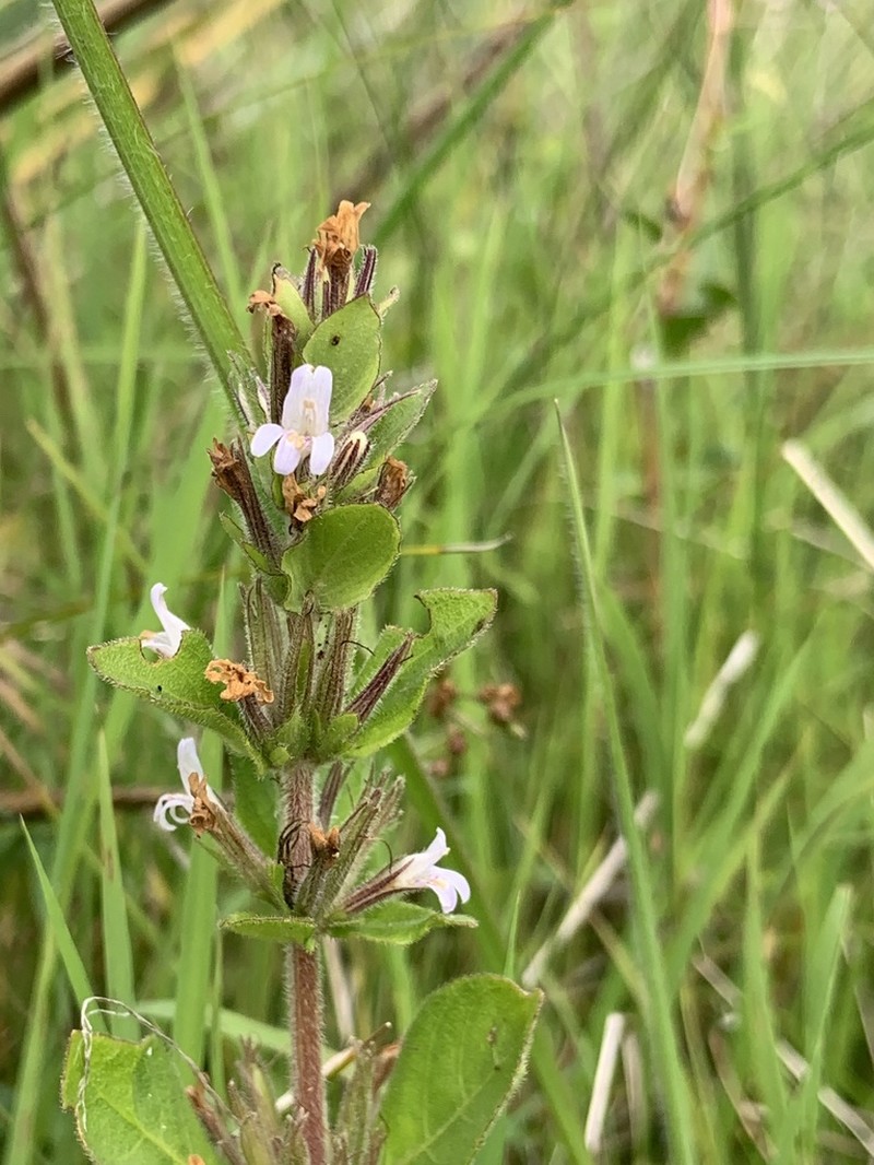 Gulf Swampweed photo 2