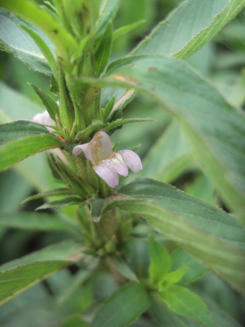 Gulf Swampweed photo 3