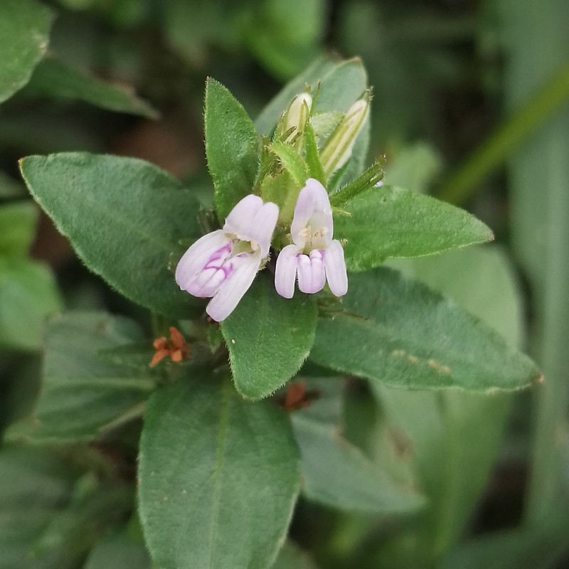 Gulf Swampweed photo 4