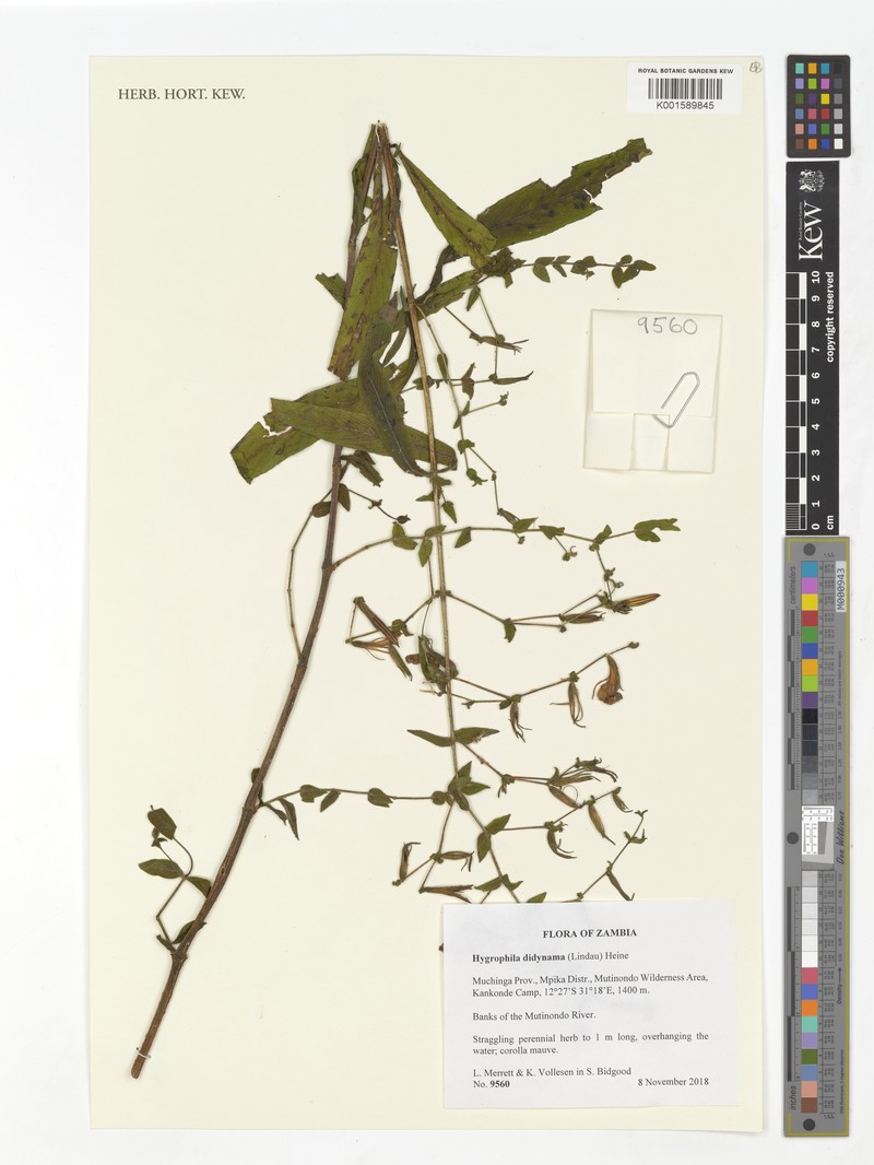 Hygrophila didynama