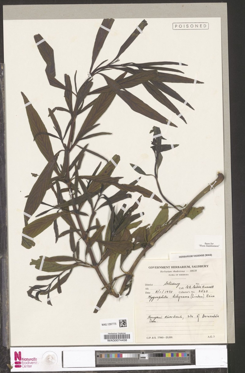 Hygrophila didynama photo 3