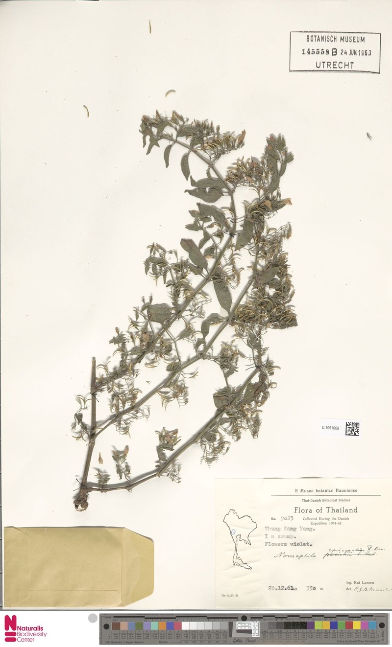 Hygrophila episcopalis