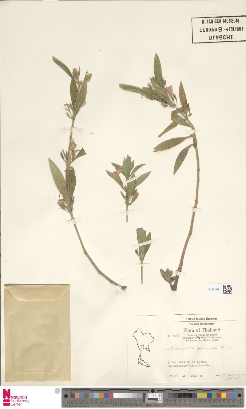 Hygrophila episcopalis photo 2