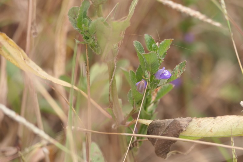 Hygrophila erecta
