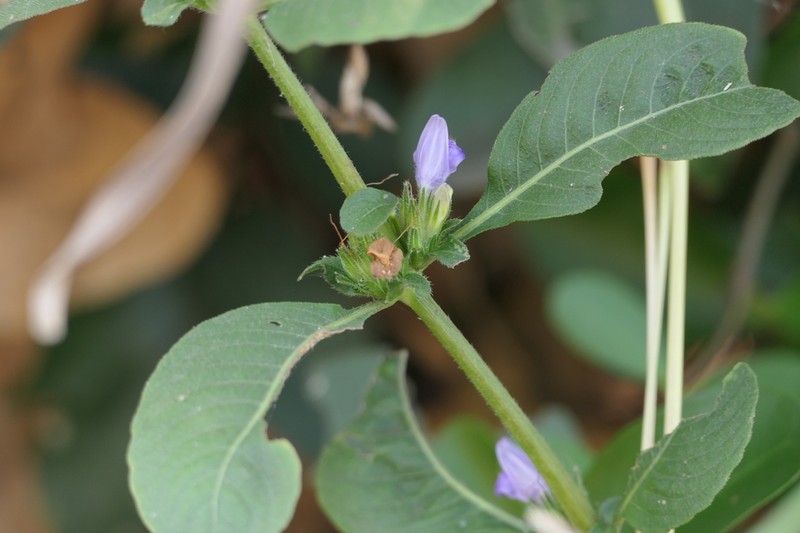 Hygrophila erecta photo 2