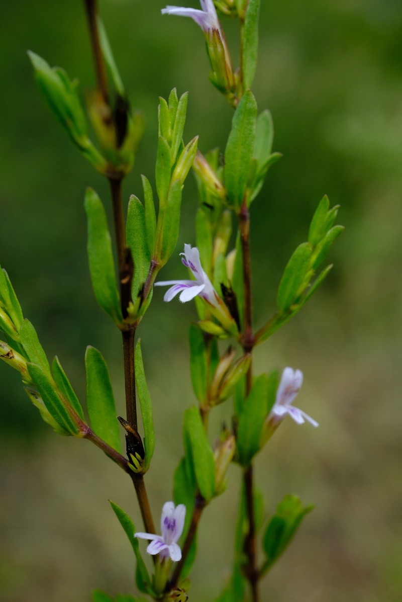 Hygrophila erecta photo 4