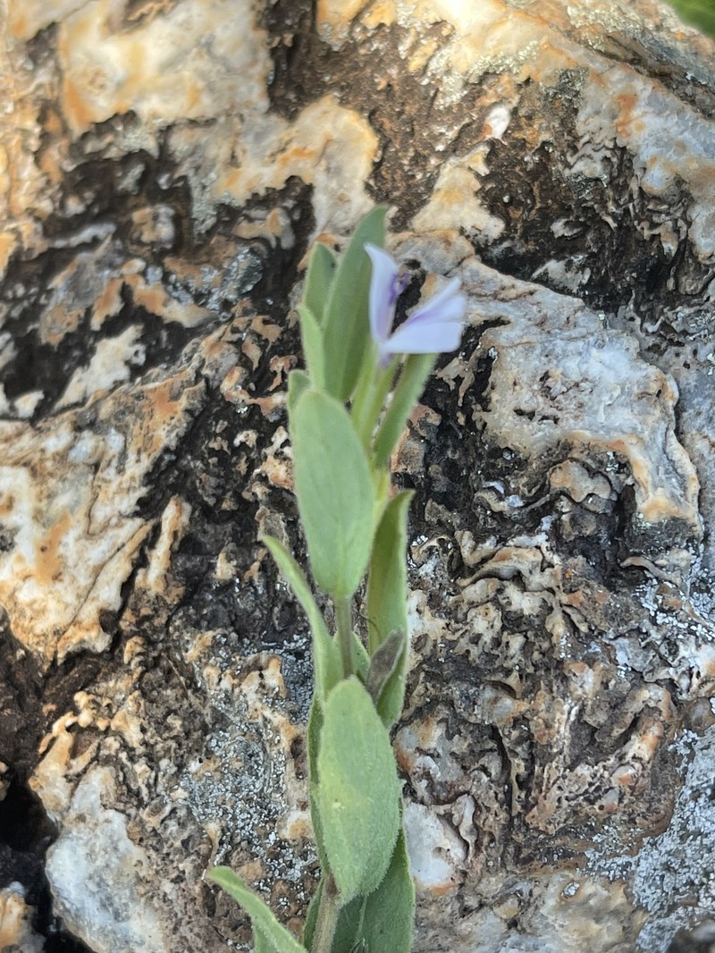 Hygrophila erecta photo 6