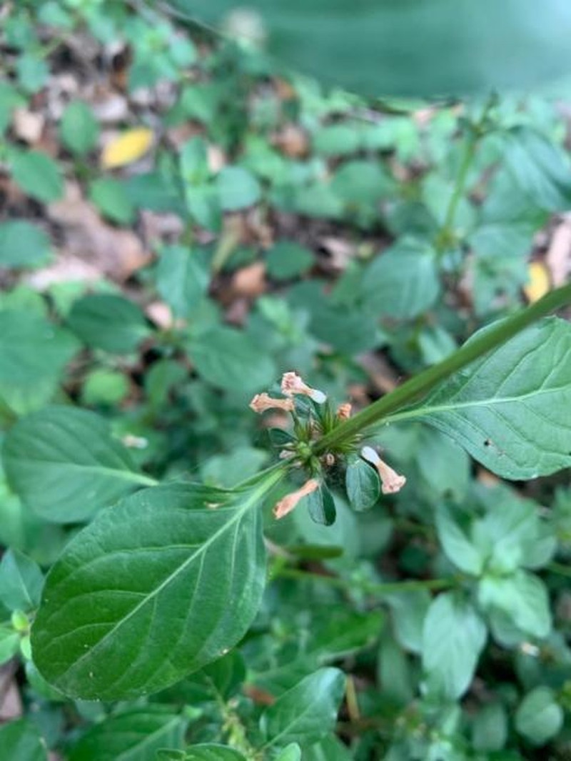 Hygrophila erecta photo 7
