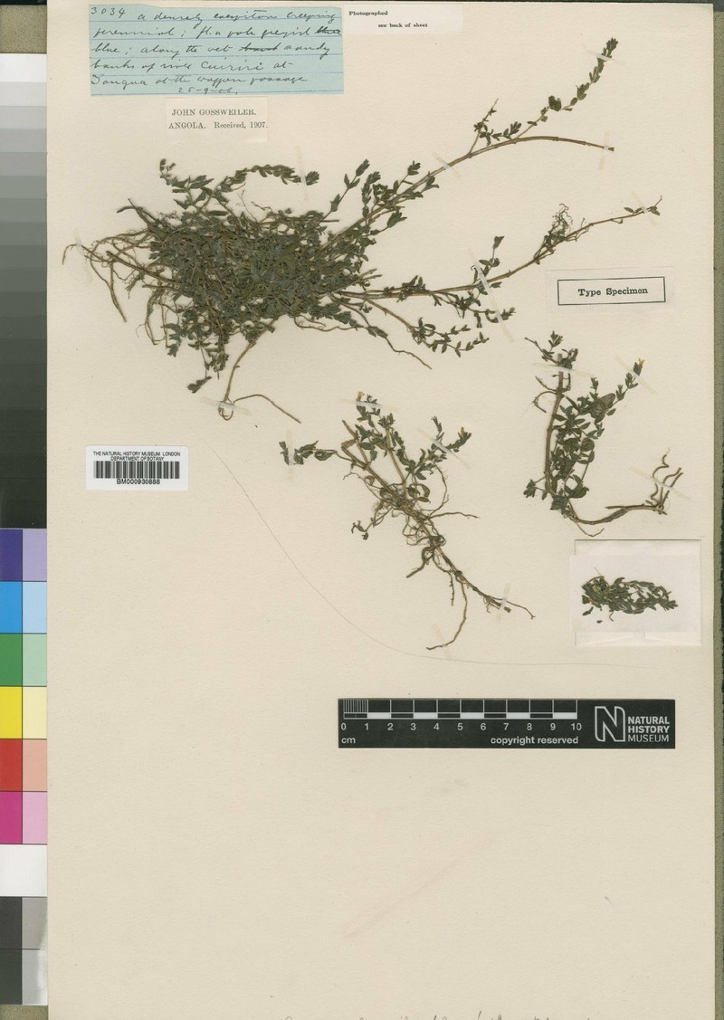 Hygrophila gossweileri