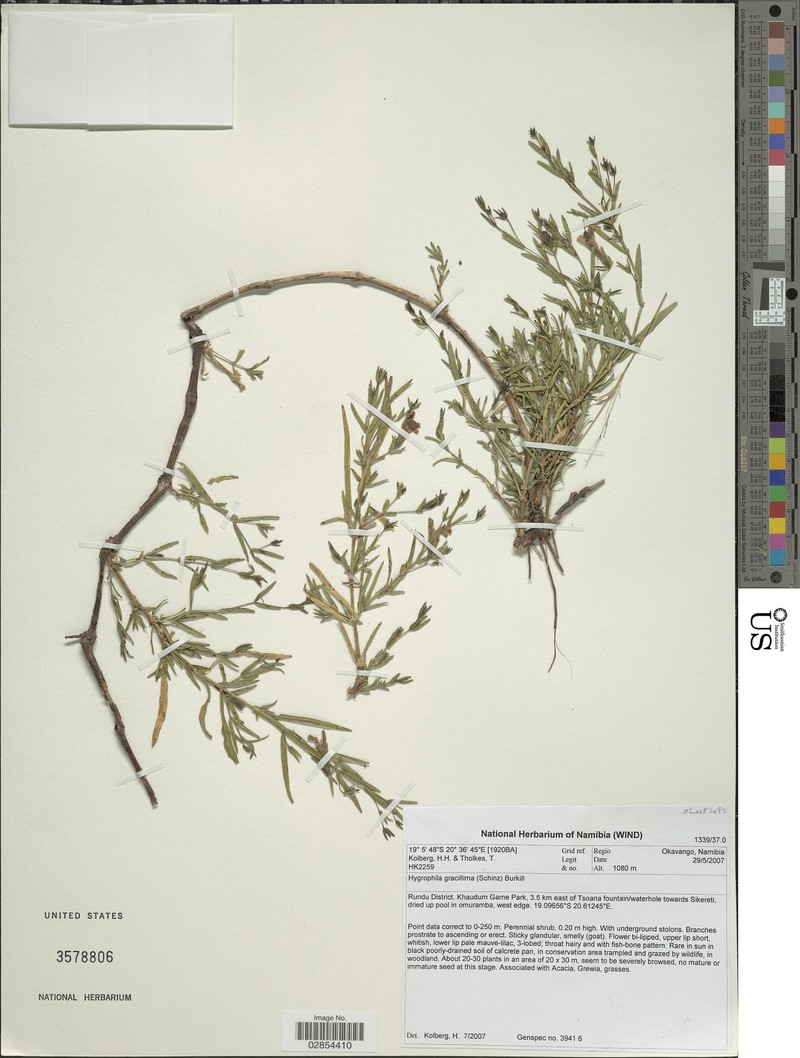 Hygrophila gracillima