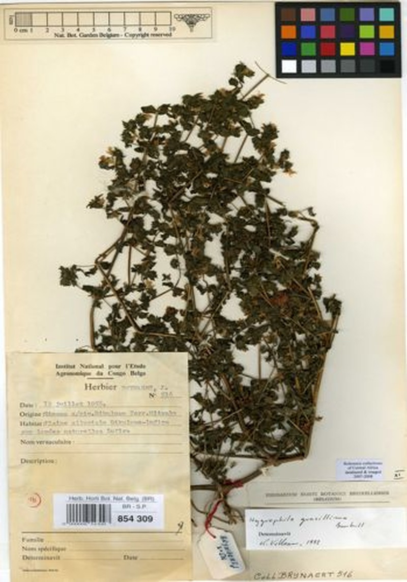 Hygrophila gracillima photo 2