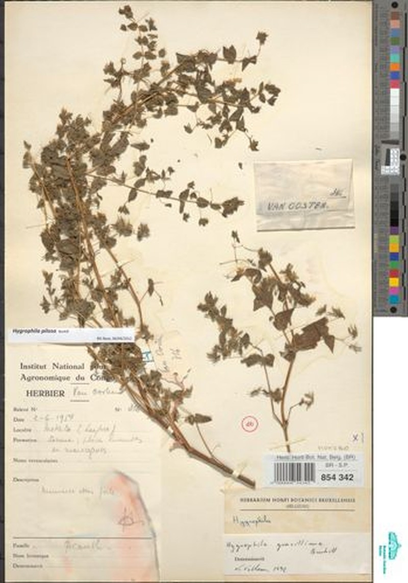 Hygrophila gracillima photo 3