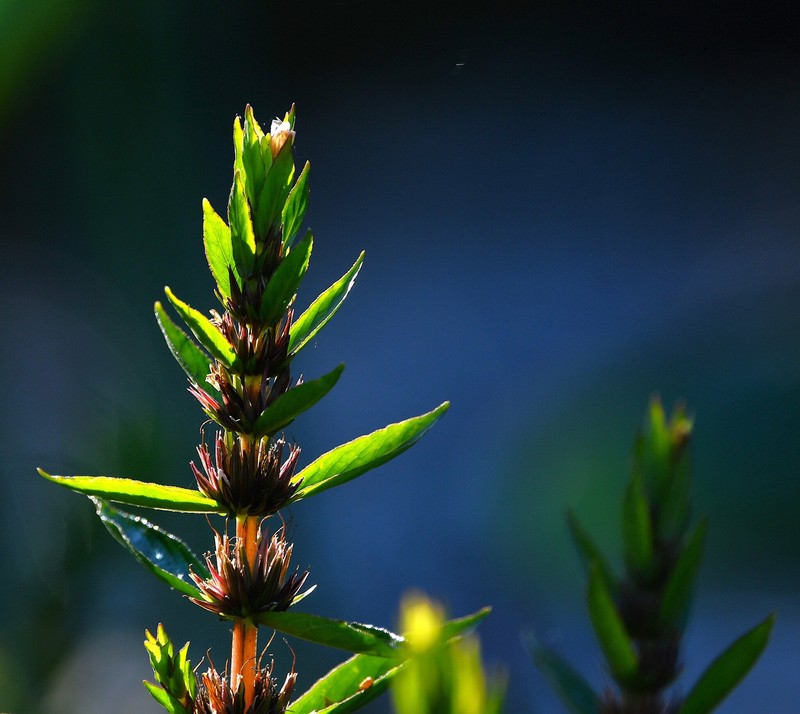 Hygrophila guianensis photo 3