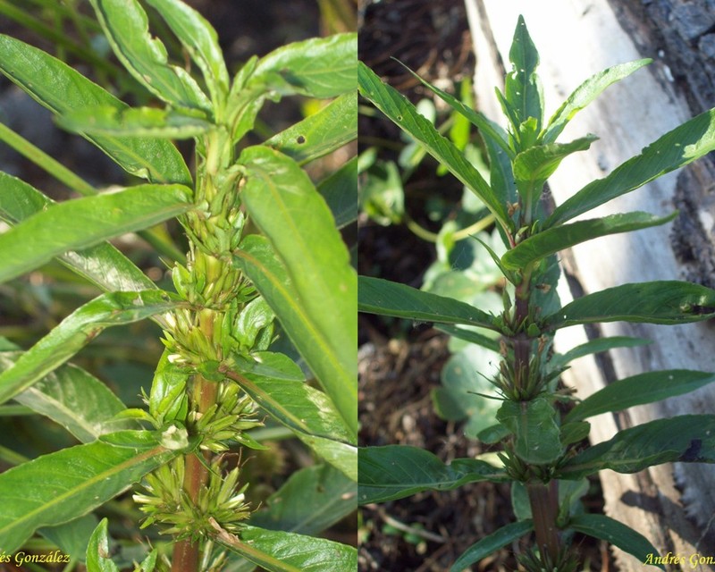 Hygrophila guianensis