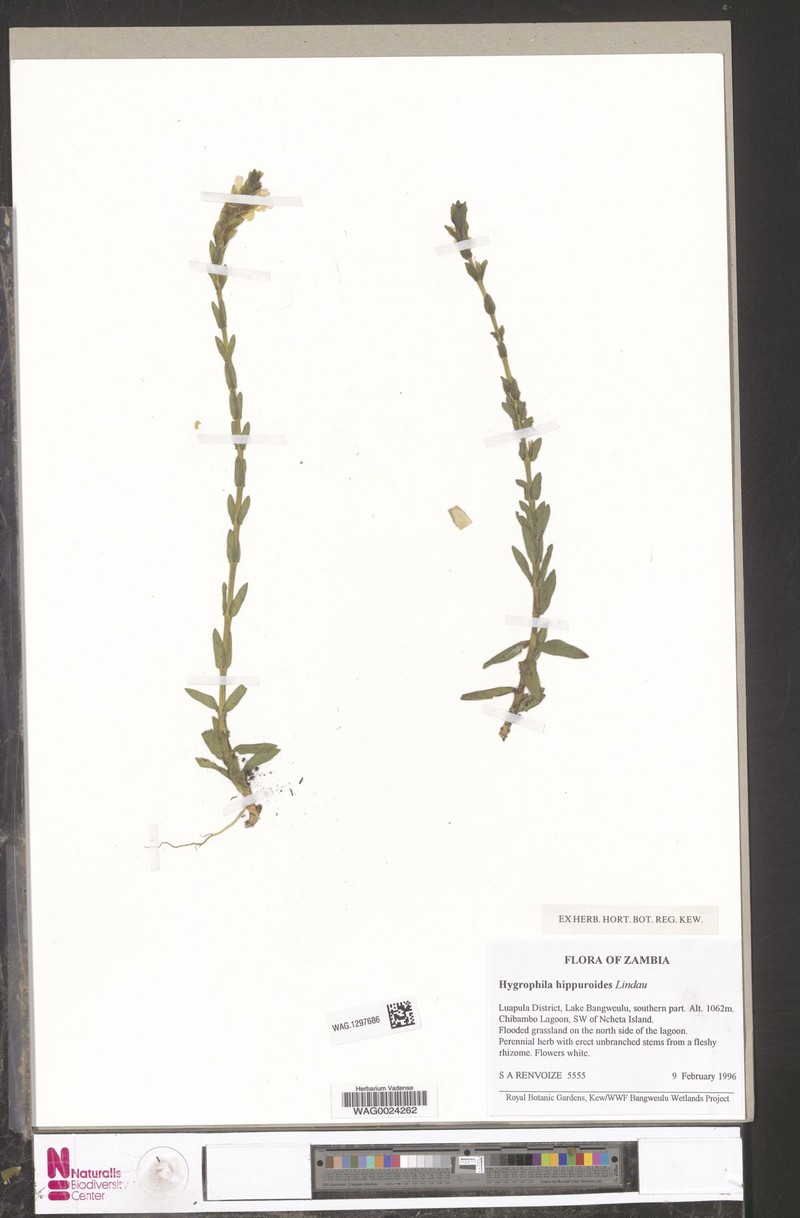 Hygrophila hippuroides