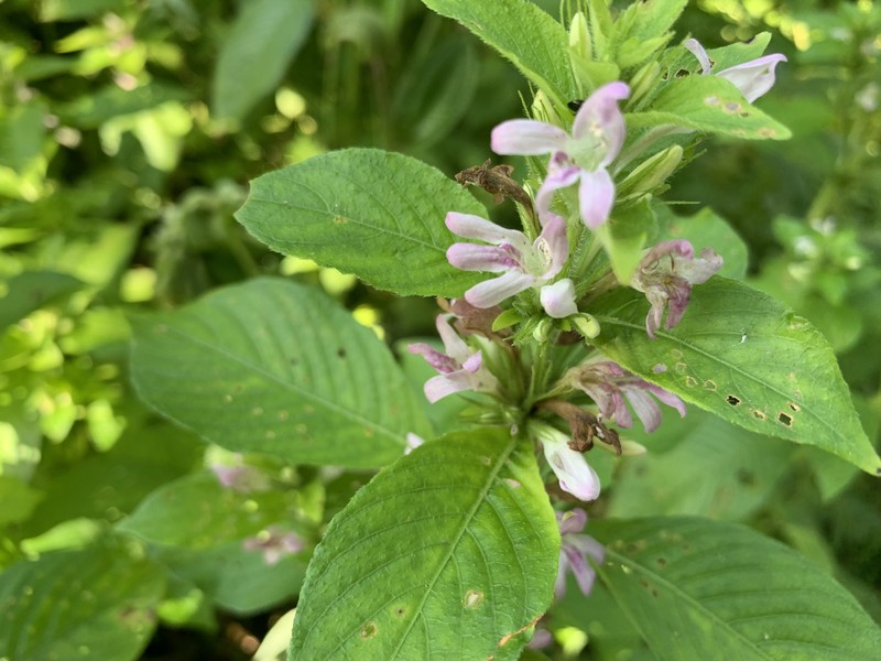 Hygrophila hirsuta photo 2
