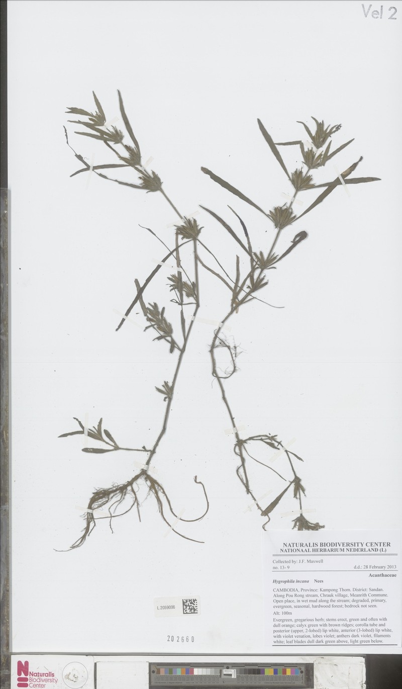 Hygrophila incana