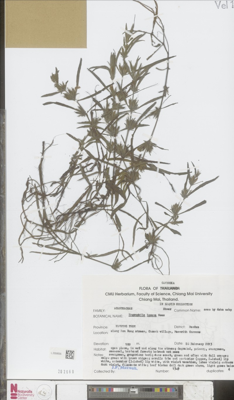 Hygrophila incana photo 2