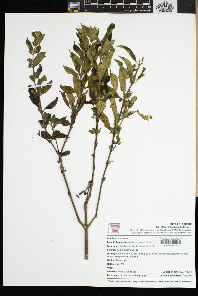 Hygrophila incana photo 3