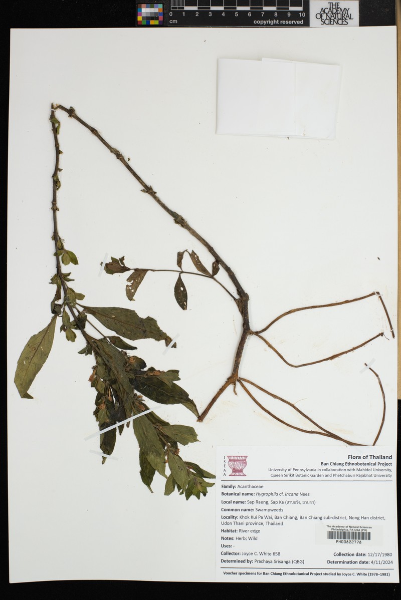 Hygrophila incana photo 4