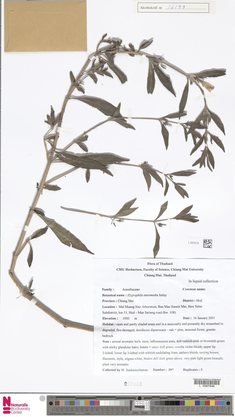 Hygrophila intermedia