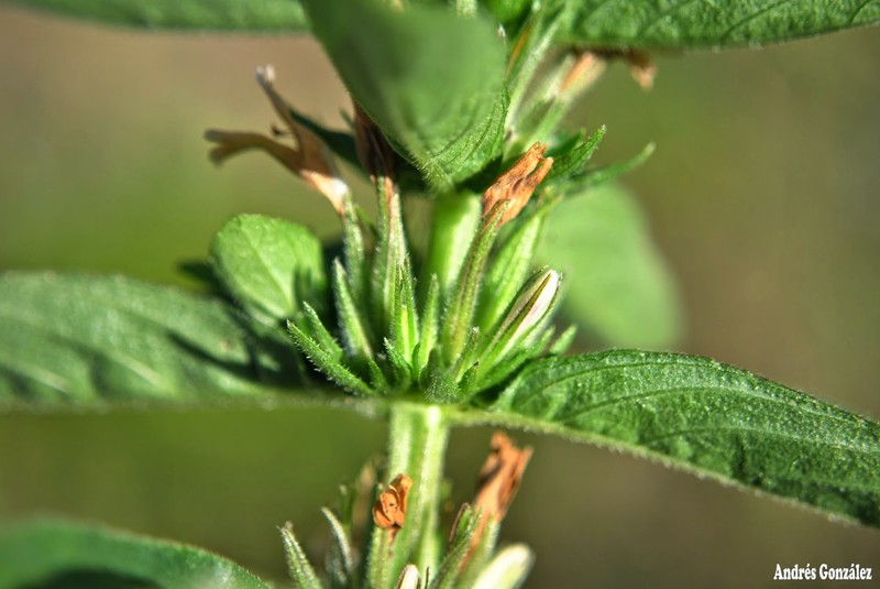 Gulf Swampweed