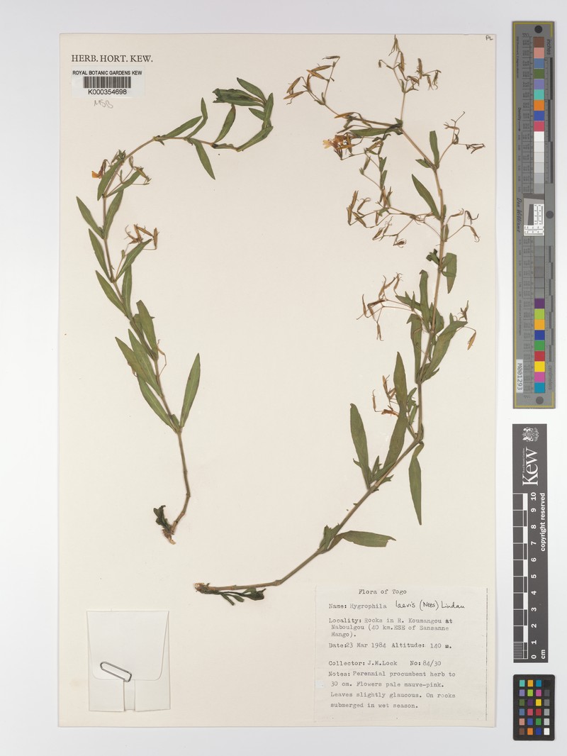 Hygrophila laevis