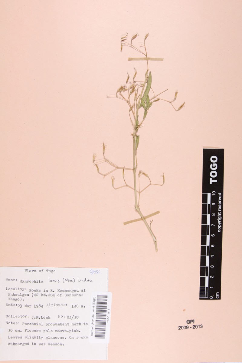 Hygrophila laevis photo 2