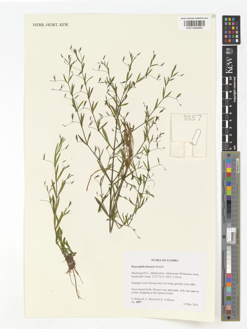Hygrophila linearis
