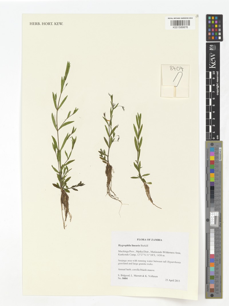 Hygrophila linearis photo 2